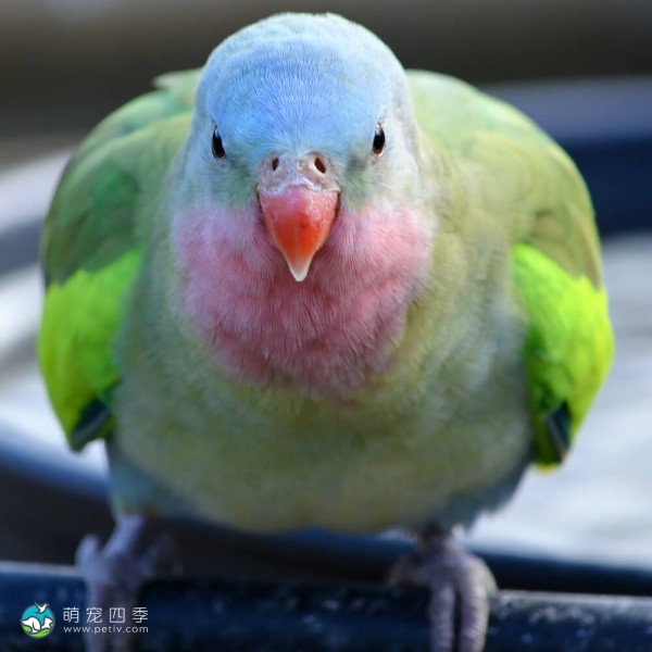 公主鹦鹉-8