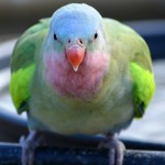 公主鹦鹉-缩略图-8