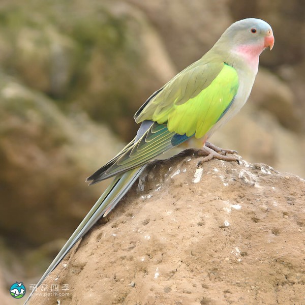 公主鹦鹉-9