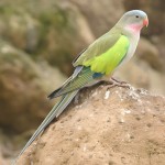 公主鹦鹉-缩略图-9