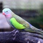 公主鹦鹉-缩略图-10