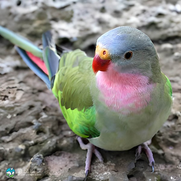 公主鹦鹉-11