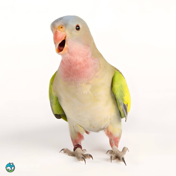 公主鹦鹉-12