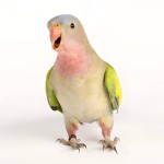 公主鹦鹉-缩略图-12