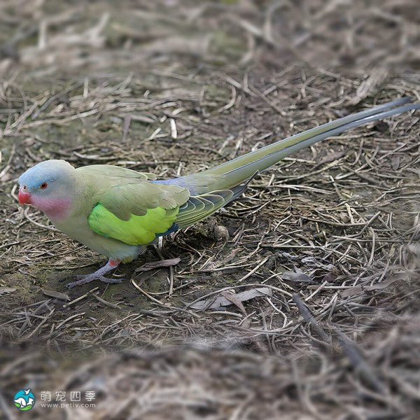 公主鹦鹉-13