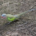 公主鹦鹉-缩略图-13