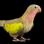 公主鹦鹉-缩略图-15