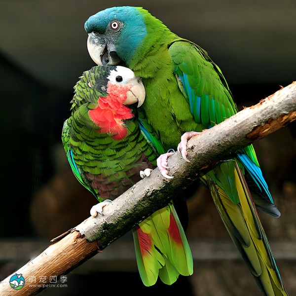 古巴亚马逊鹦鹉-1