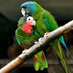 古巴亚马逊鹦鹉-缩略图-1