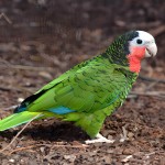 古巴亚马逊鹦鹉-缩略图-2