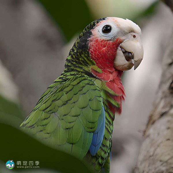 古巴亚马逊鹦鹉-3
