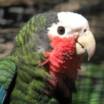 古巴亚马逊鹦鹉-缩略图-4