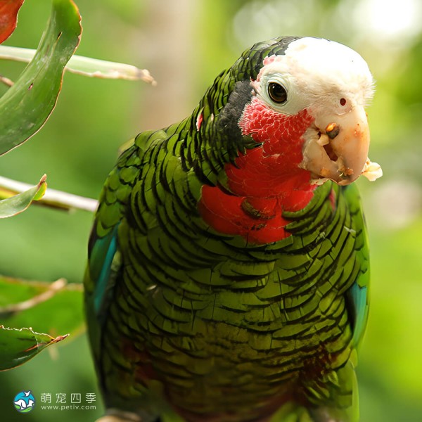 古巴亚马逊鹦鹉-5