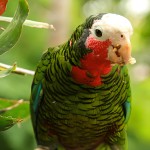 古巴亚马逊鹦鹉-缩略图-5