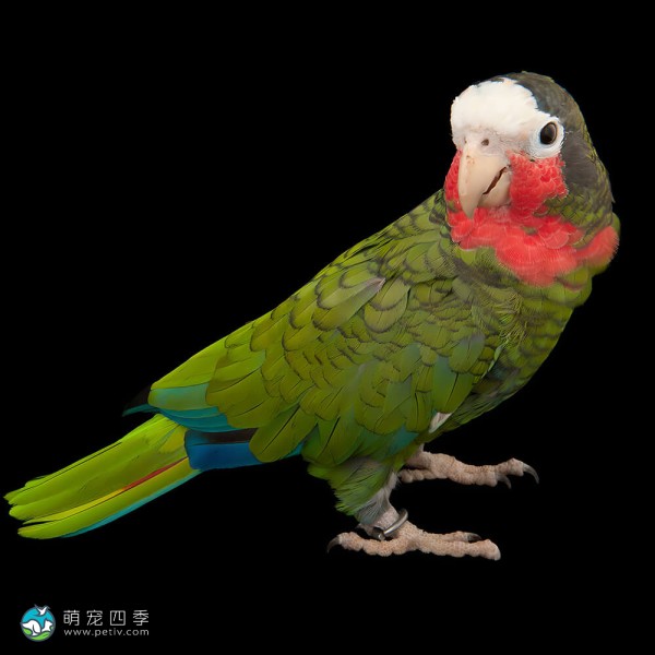 古巴亚马逊鹦鹉-6