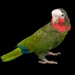 古巴亚马逊鹦鹉-缩略图-6