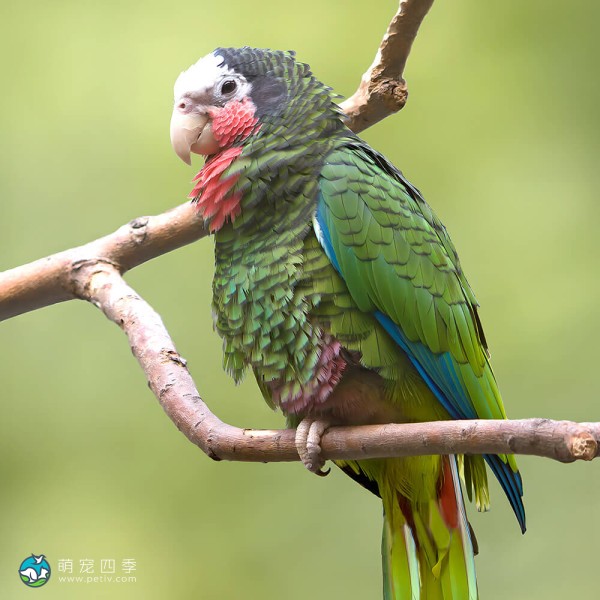 古巴亚马逊鹦鹉-7