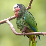 古巴亚马逊鹦鹉-缩略图-7