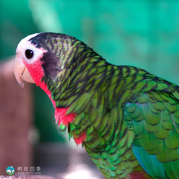 古巴亚马逊鹦鹉-8