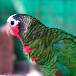 古巴亚马逊鹦鹉-缩略图-8