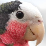 古巴亚马逊鹦鹉-缩略图-9