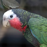 古巴亚马逊鹦鹉-缩略图-10