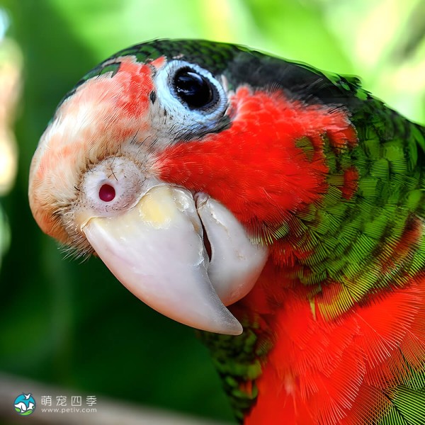 古巴亚马逊鹦鹉-11