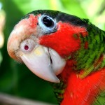 古巴亚马逊鹦鹉-缩略图-11