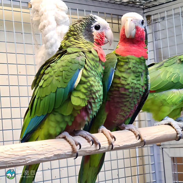 古巴亚马逊鹦鹉-12