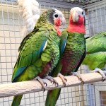古巴亚马逊鹦鹉-缩略图-12