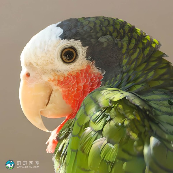 古巴亚马逊鹦鹉-13