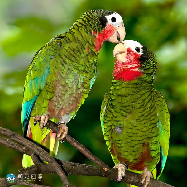 古巴亚马逊鹦鹉-14