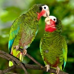 古巴亚马逊鹦鹉-缩略图-14