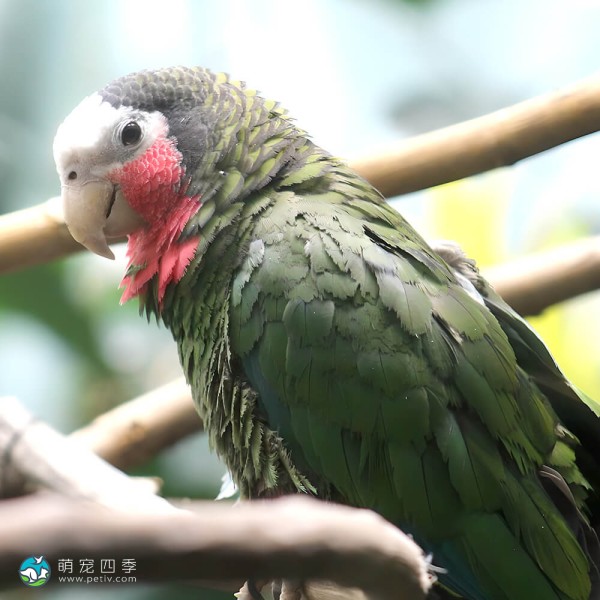 古巴亚马逊鹦鹉-15