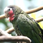 古巴亚马逊鹦鹉-缩略图-15