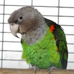 海角鹦鹉-缩略图-1