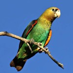 海角鹦鹉-缩略图-2