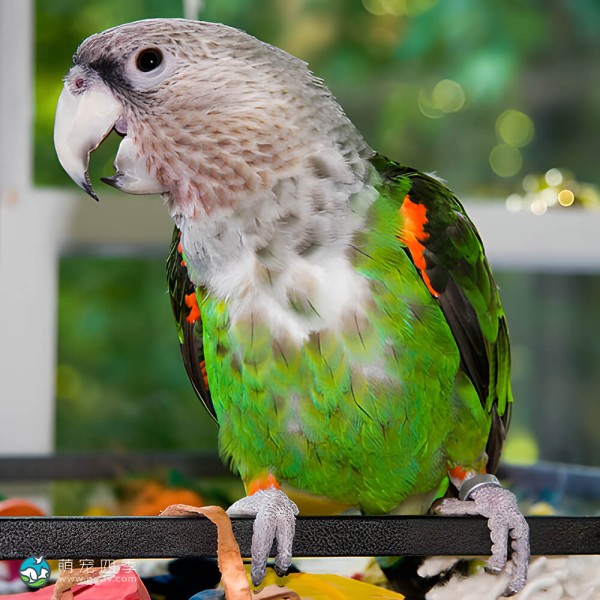 海角鹦鹉-5
