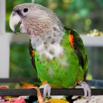 海角鹦鹉-缩略图-5