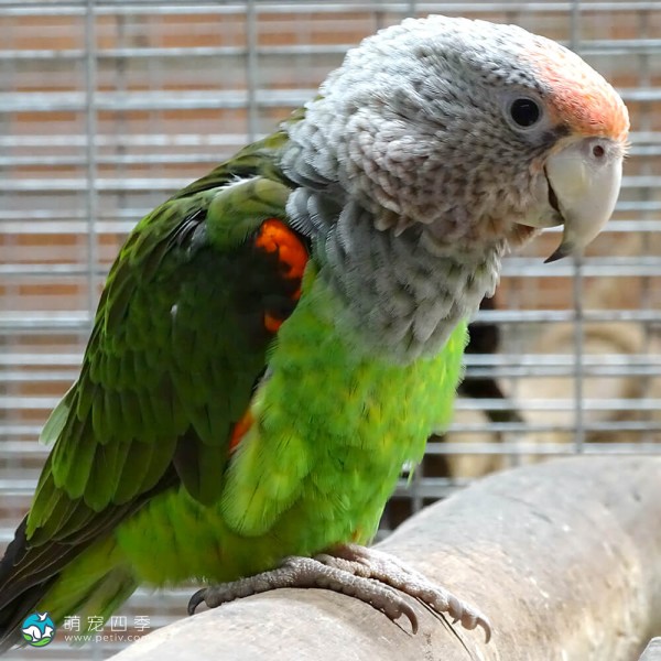 海角鹦鹉-6