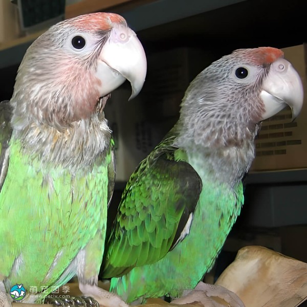 海角鹦鹉-7