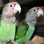 海角鹦鹉-缩略图-7