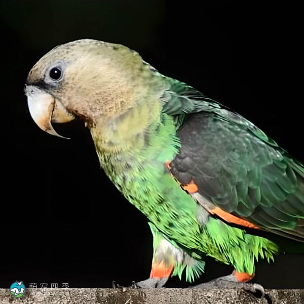海角鹦鹉-10