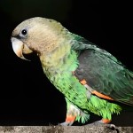 海角鹦鹉-缩略图-10