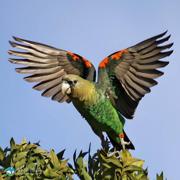海角鹦鹉-11