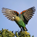 海角鹦鹉-缩略图-11