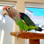 海角鹦鹉-缩略图-12