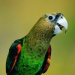 海角鹦鹉-缩略图-13