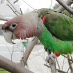 海角鹦鹉-缩略图-14