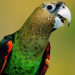 海角鹦鹉-缩略图-15